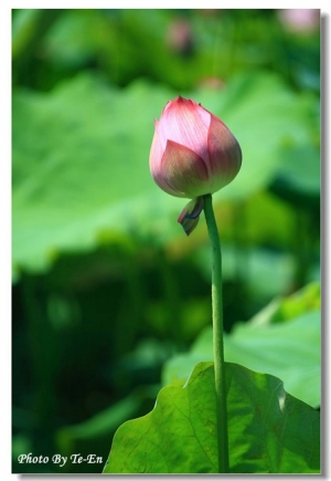 夏荷
