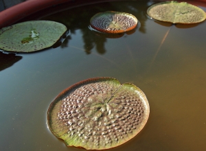 台中植物園Part2