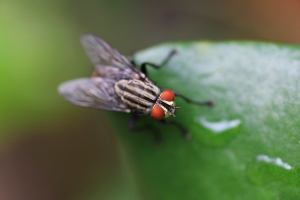 關公門前耍大刀 新手拍微距