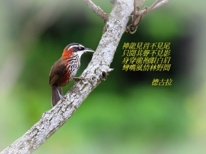 456打鳥記 - 小彎嘴畫眉