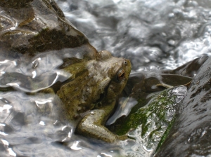 內灣戲水