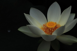 愛荷 之 白荷戀曲