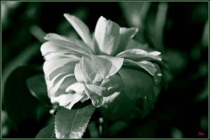 台中Wang~~拍花：郁。綠。輕。白。