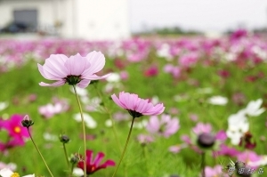 2012~台中學田社區一月花季 ^ ^