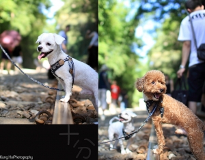 來個一張流[我家狗狗in十分]