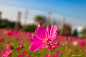 好天氣~路邊隨手拍 ^^"