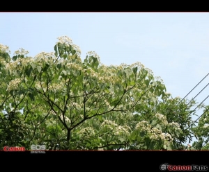 080503 桐花~螢火蟲 Part2