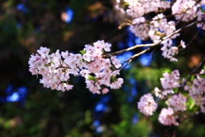 盛開 - 阿里山櫻花祭(季)