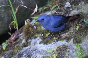 杉林溪的鳥....鉛色水鶇