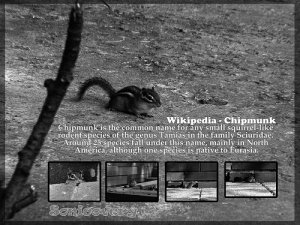 20D+50mm/1.8 花栗鼠（新圖）& 使用心得