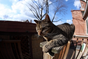 用魚眼看貓咪 Canon 15mm Fisheye
