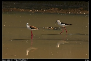 sea birds