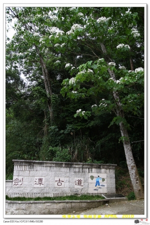 【苗栗】漫步山道_明湖水漾 玩桐花趣
