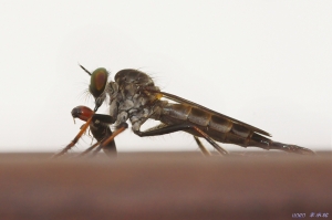 【死了都要愛】