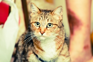 我...忍不住帶ㄚ喵回來~