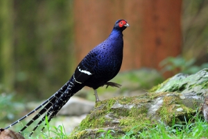 456打鳥記 - 台灣24種特有種鳥類大集合