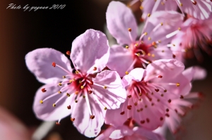 2010.03.05 -- 樱花； Z； 她...