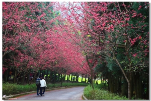 九族櫻花季