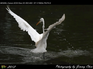 生日來打鳥-小小白IS~~BY 好攝客