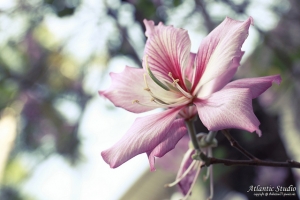 校園人像花系列～羊蹄甲 with 6D+24-70L f4