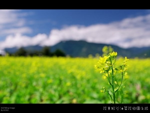 [底片版] 2008 花東縱谷油菜花田園之旅
