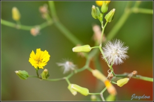 花草習拍