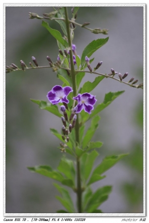 奧萬大 小瑞士 一日遊