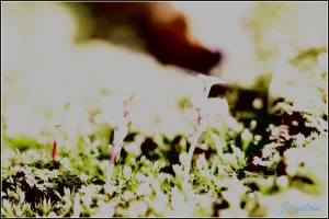 天氣好到爆~~拍拍微距