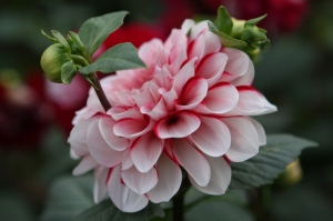 花隨拍
