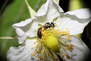 55-250mm+DCR250拍攝