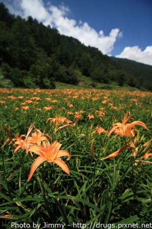 武陵農場賞花賞楓