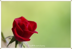 ●●●【Carl Zeiss】I smell the scent of spring●●●&nbsp;&nbsp;&nbs