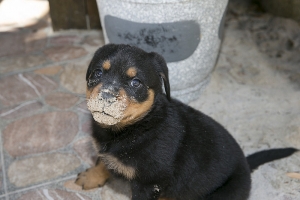 羅威那犬