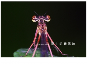 ROY Macro 216 │ 雨 中 的 暗 黑 味