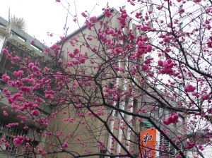 [schyi] 公司停車場的櫻花樹盛開了