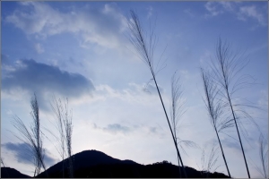 陽明山晨曦 (一張)