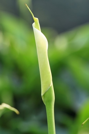 2012 竹子湖。海芋