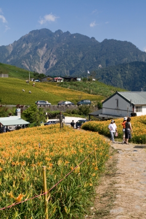 金針花 在 六十石山 ~~