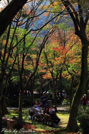 陽明山前山公園楓紅-阿生