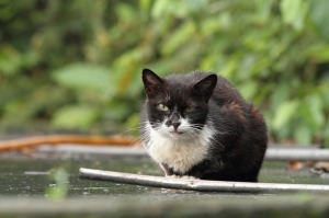 【7D】+【 小小白IS】 in 侯硐貓村