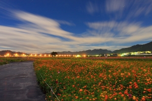 新  社  花   海    夜   曝
