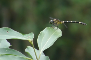 鉤尾春蜓 Lamelligomphus formosanus (Matsumura, 1926)