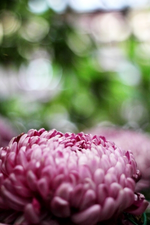 士林官邸~手舞菊蹈