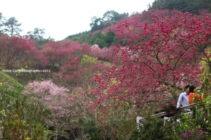 南庄碧絡角花園賞櫻[dylen]