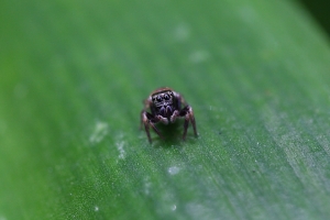 首次嘗試微距 … by DW