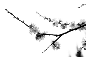 水墨梅香 -- 40D+Contax 60mm f2.8 Macro