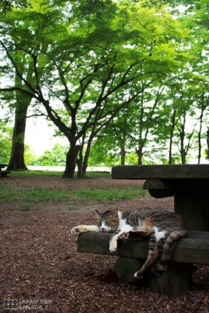 京都御苑 - 貓老大的暑中見舞 -