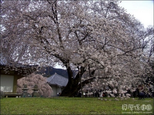 日本賞櫻【京都百選櫻花名所-醍醐寺】