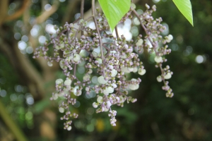 台中科博館拍ˋ到的奇怪植物和蜻蜓。