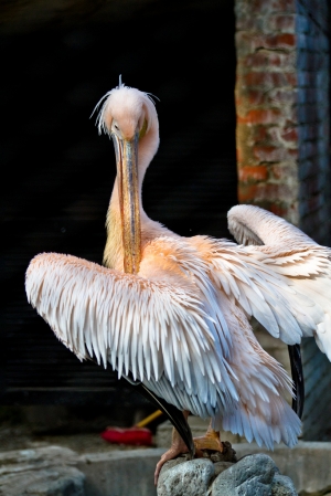 新竹 猛獸 [小白兔] 無毒 有人在打瞌睡